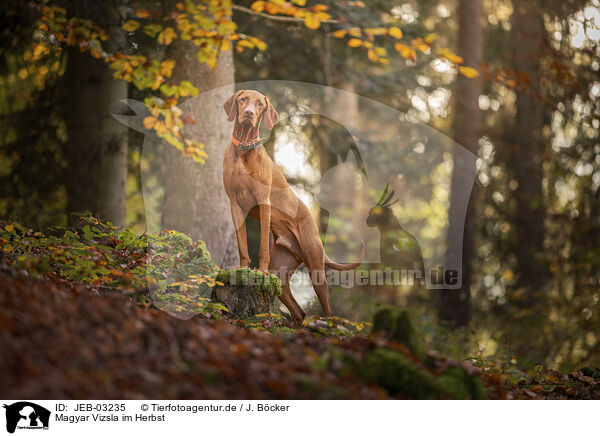 Magyar Vizsla im Herbst / JEB-03235