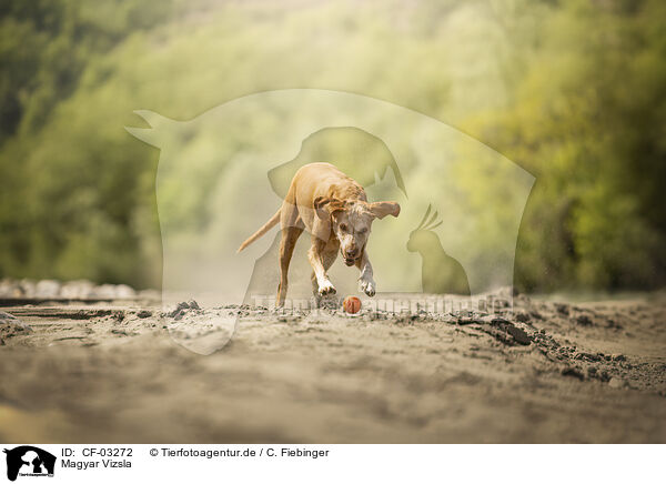 Magyar Vizsla / Magyar Vizsla / CF-03272