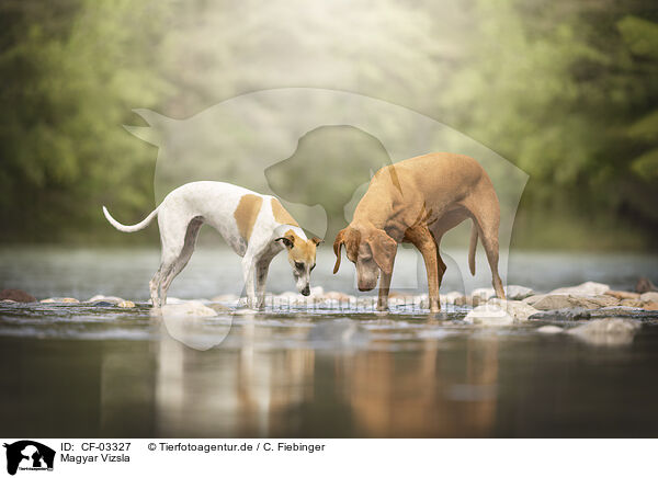 Magyar Vizsla / Magyar Vizsla / CF-03327