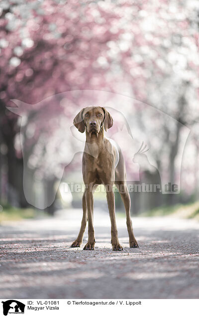 Magyar Vizsla / Magyar Vizsla / VL-01081