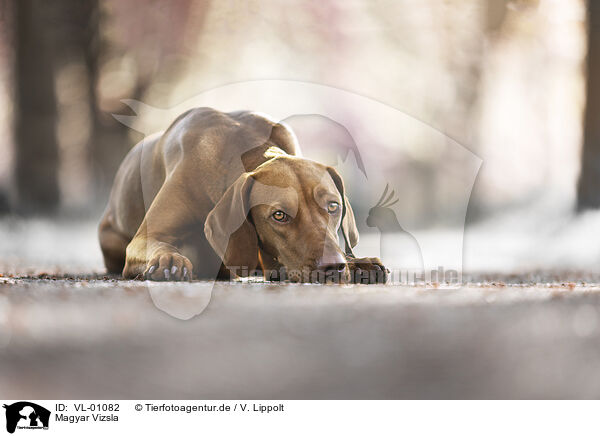 Magyar Vizsla / Magyar Vizsla / VL-01082