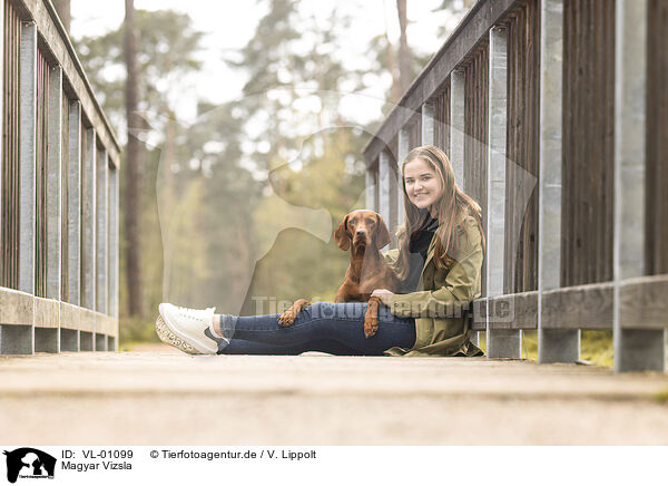 Magyar Vizsla / VL-01099