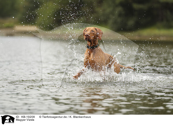 Magyar Vizsla / Magyar Vizsla / KB-19208