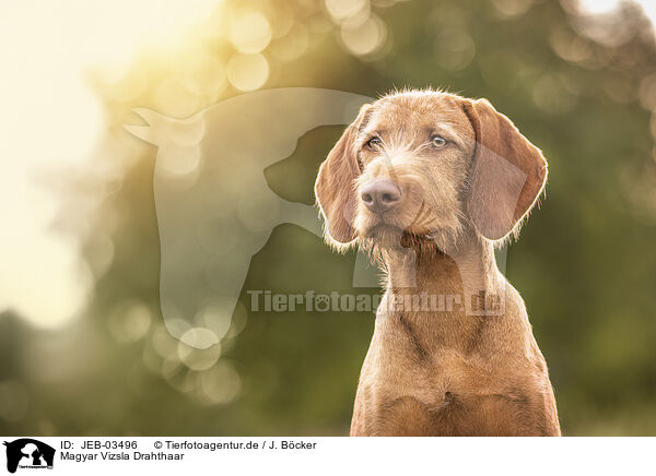 Magyar Vizsla Drahthaar / wirehaired Magyar Vizsla / JEB-03496