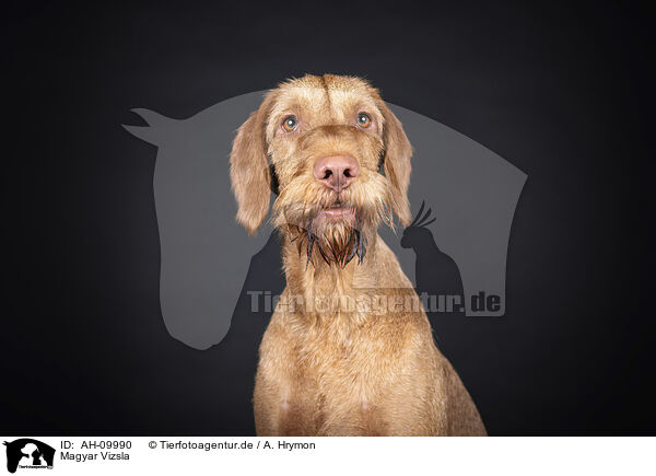 Magyar Vizsla / Magyar Vizsla / AH-09990