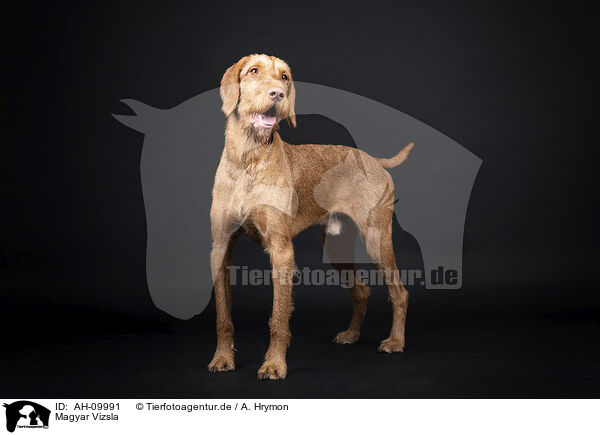 Magyar Vizsla / Magyar Vizsla / AH-09991
