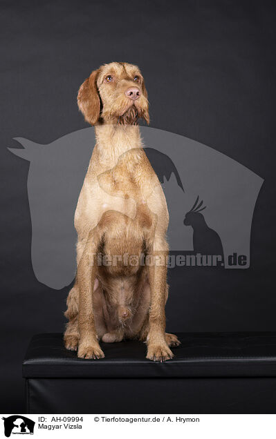 Magyar Vizsla / Magyar Vizsla / AH-09994