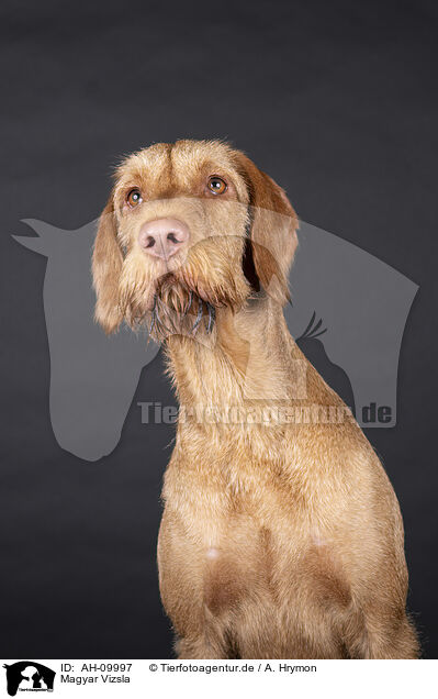 Magyar Vizsla / Magyar Vizsla / AH-09997