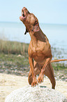 bellender Magyar Vizsla