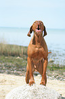 bellender Magyar Vizsla