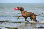 Magyar Vizsla am Strand