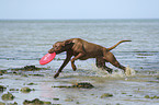 Magyar Vizsla am Strand