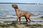 Magyar Vizsla am Strand