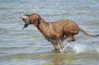 Magyar Vizsla am Strand