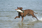 Magyar Vizsla am Strand