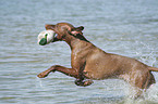 Magyar Vizsla am Strand