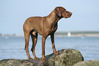 Magyar Vizsla am Strand