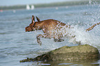 Magyar Vizsla am Strand