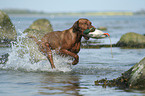 Magyar Vizsla am Strand