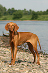 stehender Magyar Vizsla