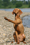 sitzender Magyar Vizsla