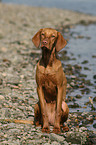 sitzender Magyar Vizsla