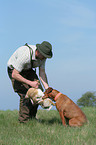 Magyar Vizsla bei Kaninchenjagd