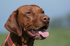 Magyar Vizsla Portrait