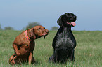 Magyar Vizsla und Deutsch Drahthaar