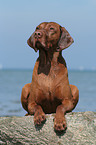 liegender Magyar Vizsla