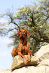 liegender Magyar Vizsla