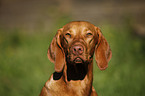 Magyar Vizsla Portrait