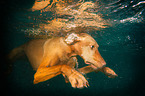 Magyar Vizsla im Wasser