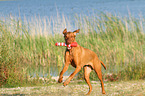 spielender Magyar Vizsla