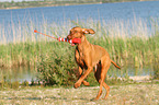 spielender Magyar Vizsla