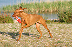 spielender Magyar Vizsla