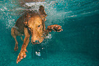 tauchender Magyar Vizsla
