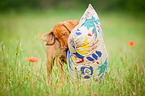 Magyar Vizsla Welpe