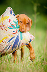 Magyar Vizsla Welpe