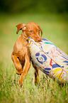Magyar Vizsla Welpe
