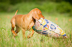 Magyar Vizsla Welpe
