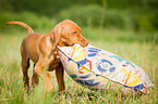 Magyar Vizsla Welpe