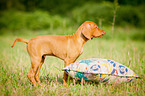 Magyar Vizsla Welpe