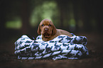 Magyar Vizsla Welpe