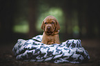 Magyar Vizsla Welpe