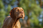 Magyar Vizsla Portrait