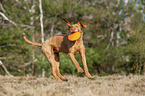 springender Magyar Vizsla