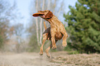 springender Magyar Vizsla