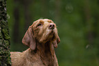 Magyar Vizsla Portrait