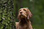 Magyar Vizsla Portrait